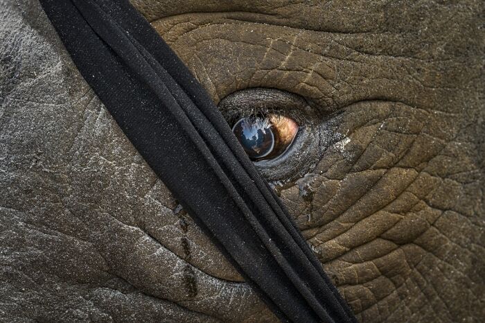 68 Stunning &ldquo;Photo Of The Day&rdquo; Images Shared By The Siena Awards Over The Years