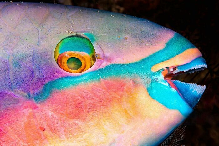 40 Extraordinary Ocean Photos Shared By This Community That Celebrate The Wonder And Fragility Of Our Blue Planet