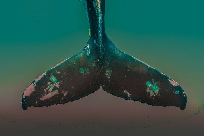 40 Extraordinary Ocean Photos Shared By This Community That Celebrate The Wonder And Fragility Of Our Blue Planet