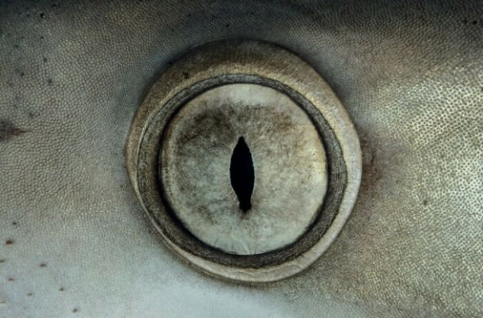 40 Extraordinary Ocean Photos Shared By This Community That Celebrate The Wonder And Fragility Of Our Blue Planet