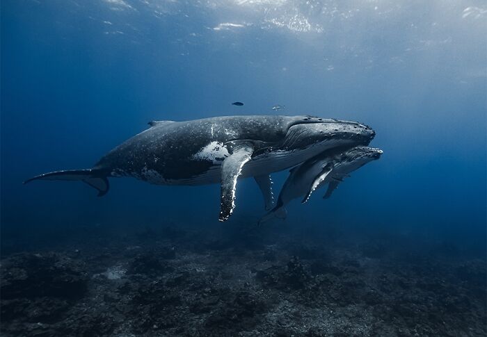 40 Extraordinary Ocean Photos Shared By This Community That Celebrate The Wonder And Fragility Of Our Blue Planet