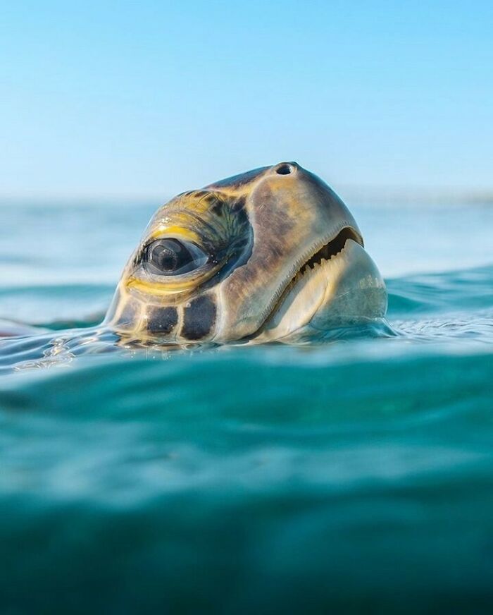 40 Extraordinary Ocean Photos Shared By This Community That Celebrate The Wonder And Fragility Of Our Blue Planet