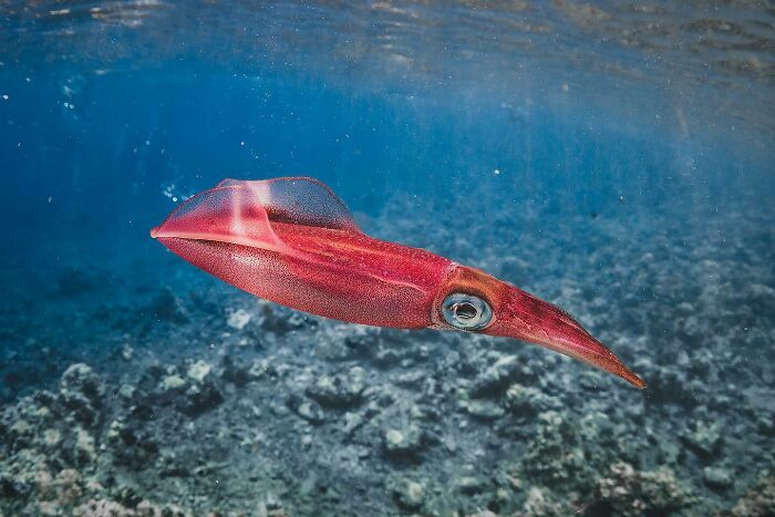 40 Extraordinary Ocean Photos Shared By This Community That Celebrate The Wonder And Fragility Of Our Blue Planet