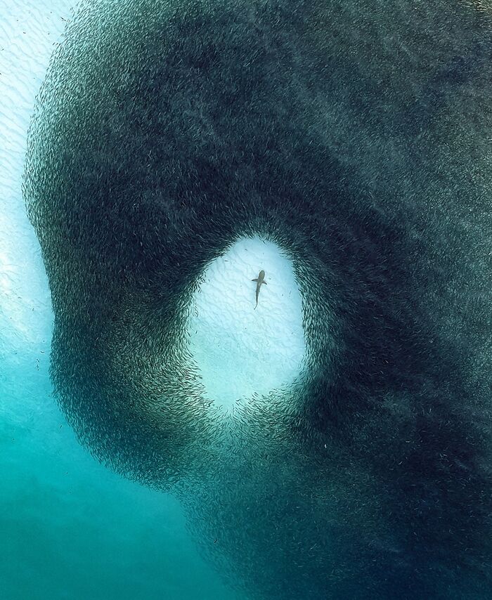 40 Extraordinary Ocean Photos Shared By This Community That Celebrate The Wonder And Fragility Of Our Blue Planet