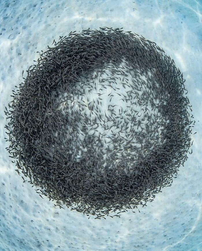 40 Extraordinary Ocean Photos Shared By This Community That Celebrate The Wonder And Fragility Of Our Blue Planet