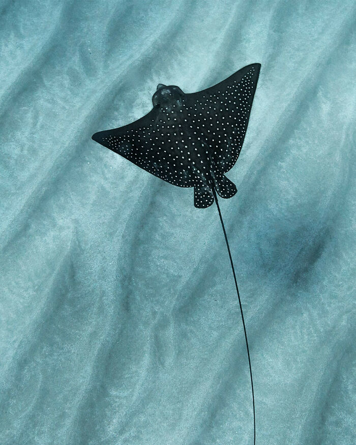 40 Extraordinary Ocean Photos Shared By This Community That Celebrate The Wonder And Fragility Of Our Blue Planet