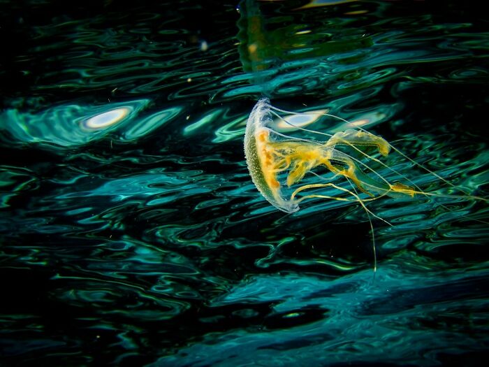 40 Extraordinary Ocean Photos Shared By This Community That Celebrate The Wonder And Fragility Of Our Blue Planet