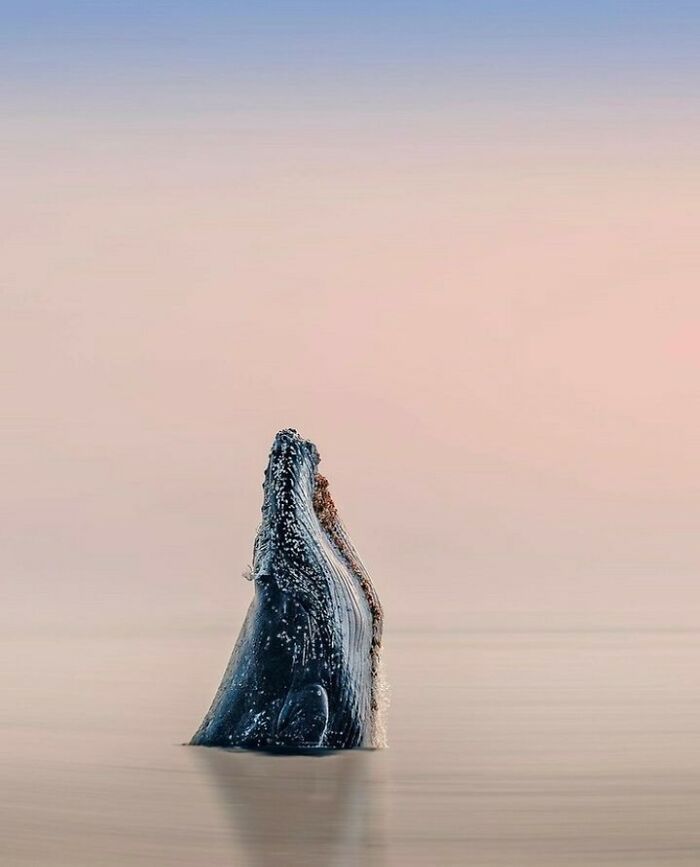 40 Extraordinary Ocean Photos Shared By This Community That Celebrate The Wonder And Fragility Of Our Blue Planet