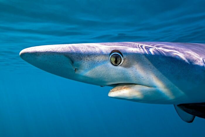 40 Extraordinary Ocean Photos Shared By This Community That Celebrate The Wonder And Fragility Of Our Blue Planet