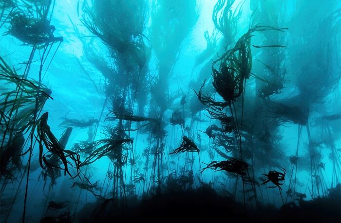 40 Extraordinary Ocean Photos Shared By This Community That Celebrate The Wonder And Fragility Of Our Blue Planet