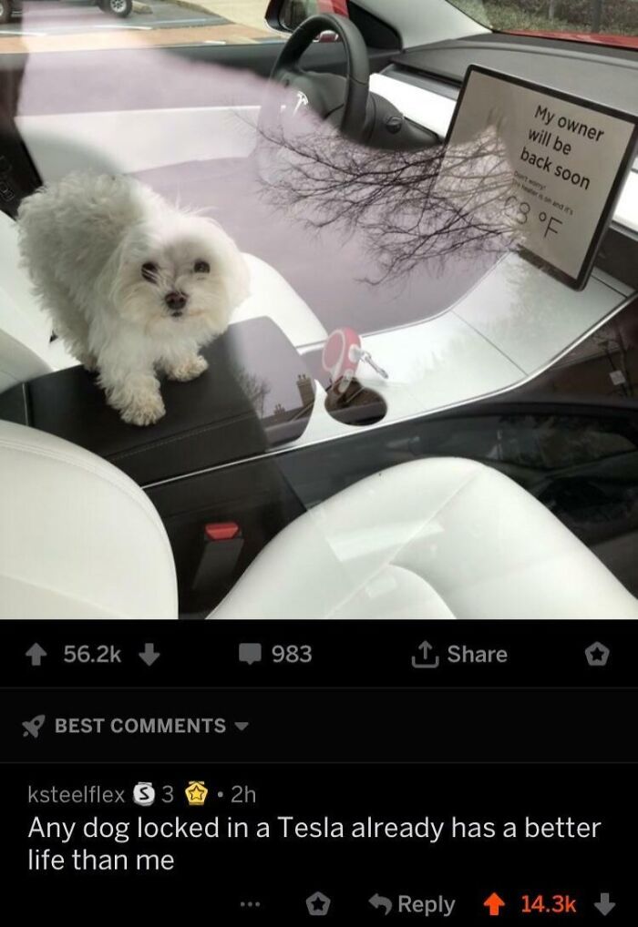 &ldquo;Proper Self-Burn&rdquo;: 49 Times People Destroyed Their Own Dignity Just To Make Others Laugh