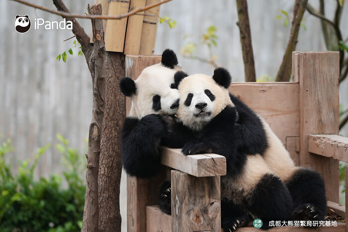 This Page Shared 25 Ridiculously Cute Panda Photos