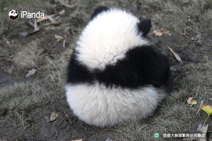 This Page Shared 25 Ridiculously Cute Panda Photos