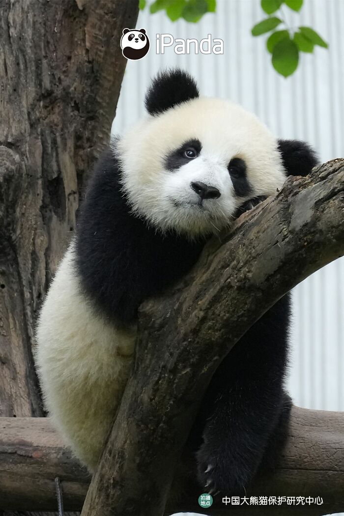 This Page Shared 25 Ridiculously Cute Panda Photos