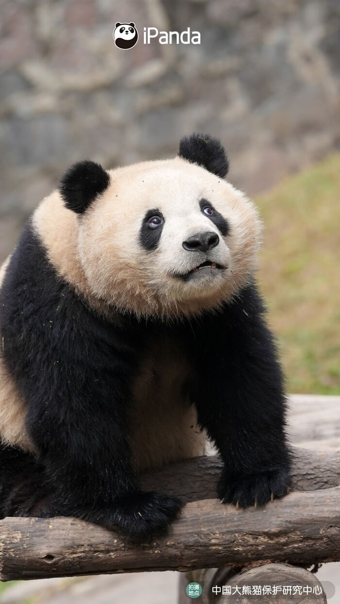 This Page Shared 25 Ridiculously Cute Panda Photos