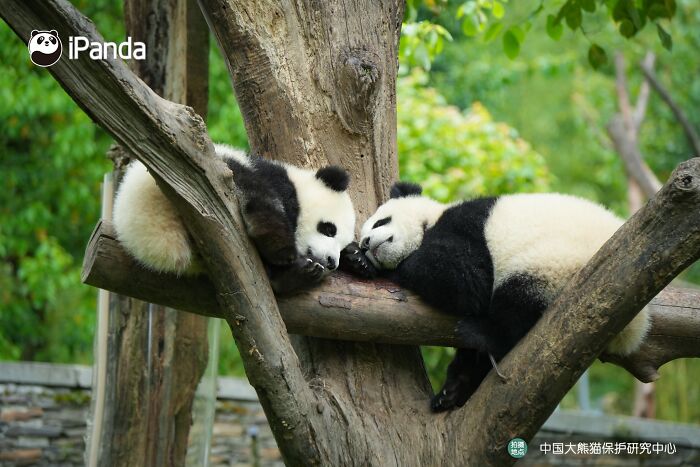 This Page Shared 25 Ridiculously Cute Panda Photos