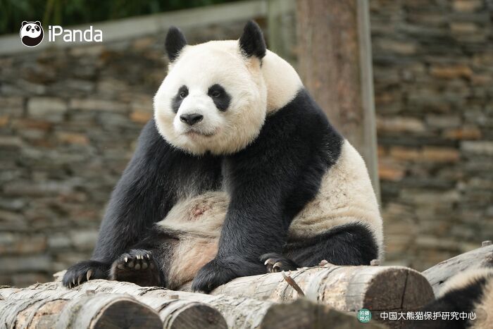 This Page Shared 25 Ridiculously Cute Panda Photos