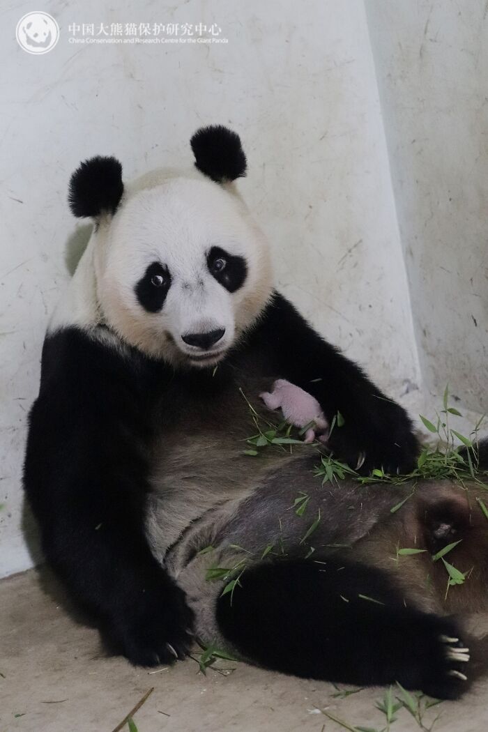 This Page Shared 25 Ridiculously Cute Panda Photos