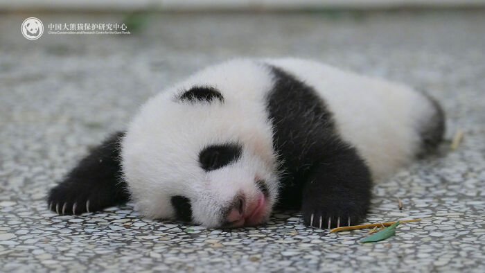 This Page Shared 25 Ridiculously Cute Panda Photos