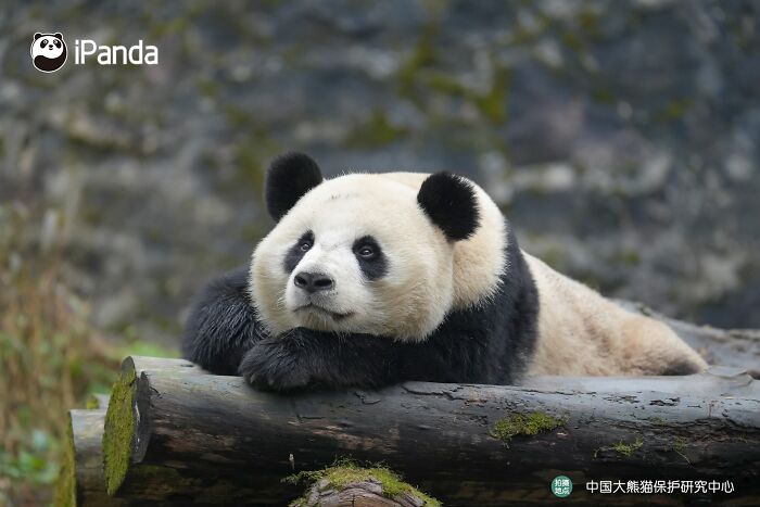 This Page Shared 25 Ridiculously Cute Panda Photos