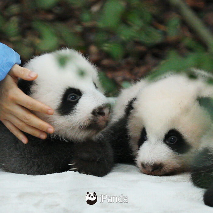 This Page Shared 25 Ridiculously Cute Panda Photos