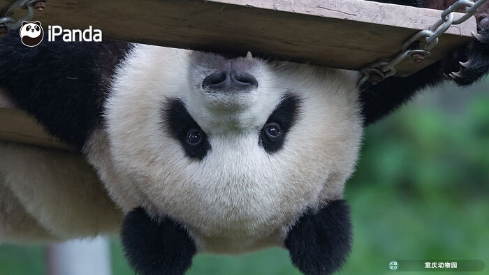This Page Shared 25 Ridiculously Cute Panda Photos