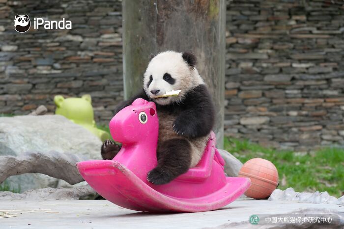This Page Shared 25 Ridiculously Cute Panda Photos
