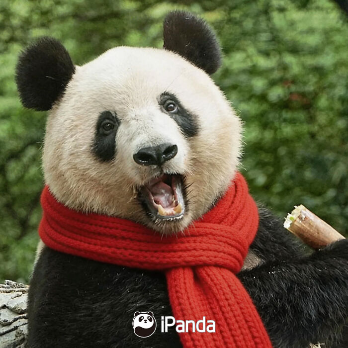 This Page Shared 25 Ridiculously Cute Panda Photos