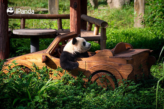 This Page Shared 25 Ridiculously Cute Panda Photos
