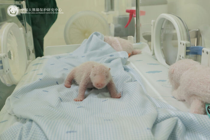 This Page Shared 25 Ridiculously Cute Panda Photos