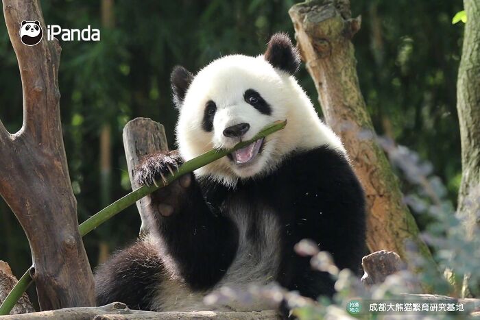 This Page Shared 25 Ridiculously Cute Panda Photos