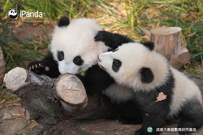 This Page Shared 25 Ridiculously Cute Panda Photos