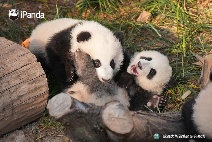 This Page Shared 25 Ridiculously Cute Panda Photos