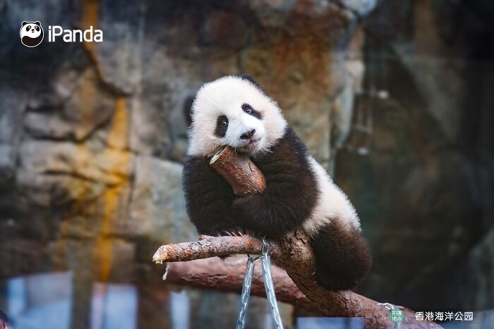 This Page Shared 25 Ridiculously Cute Panda Photos