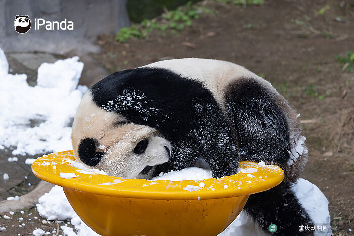 This Page Shared 25 Ridiculously Cute Panda Photos