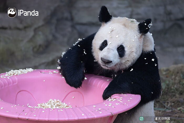 This Page Shared 25 Ridiculously Cute Panda Photos