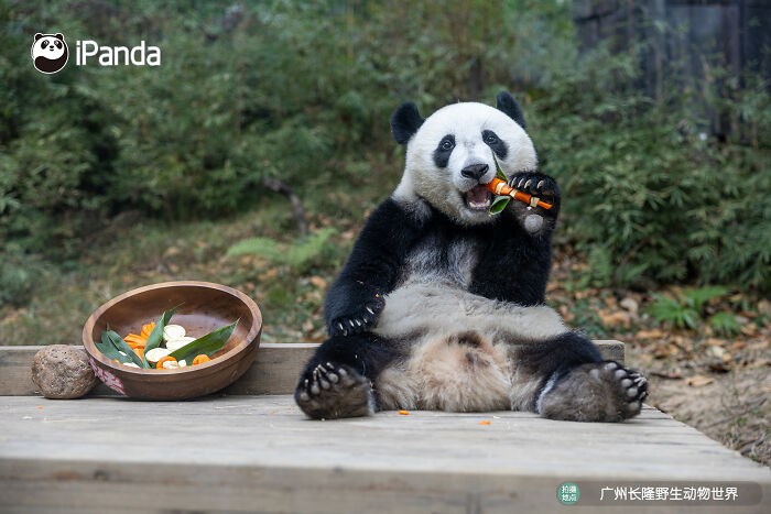 This Page Shared 25 Ridiculously Cute Panda Photos