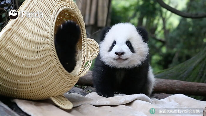 This Page Shared 25 Ridiculously Cute Panda Photos