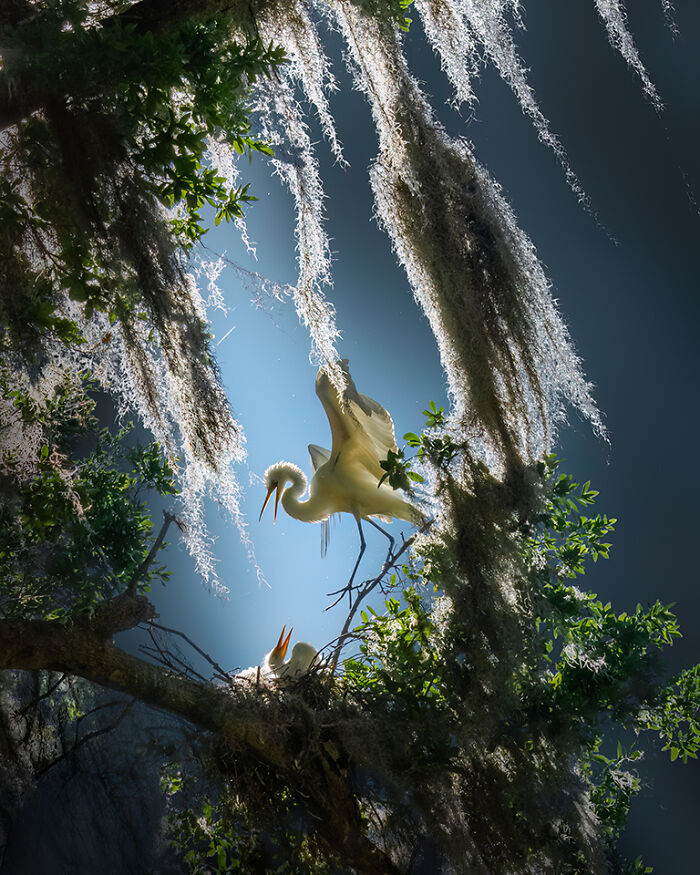 30 Stunning Bird Photos Taken By Fenqiang Liu In Florida&rsquo;s Wild Landscapes