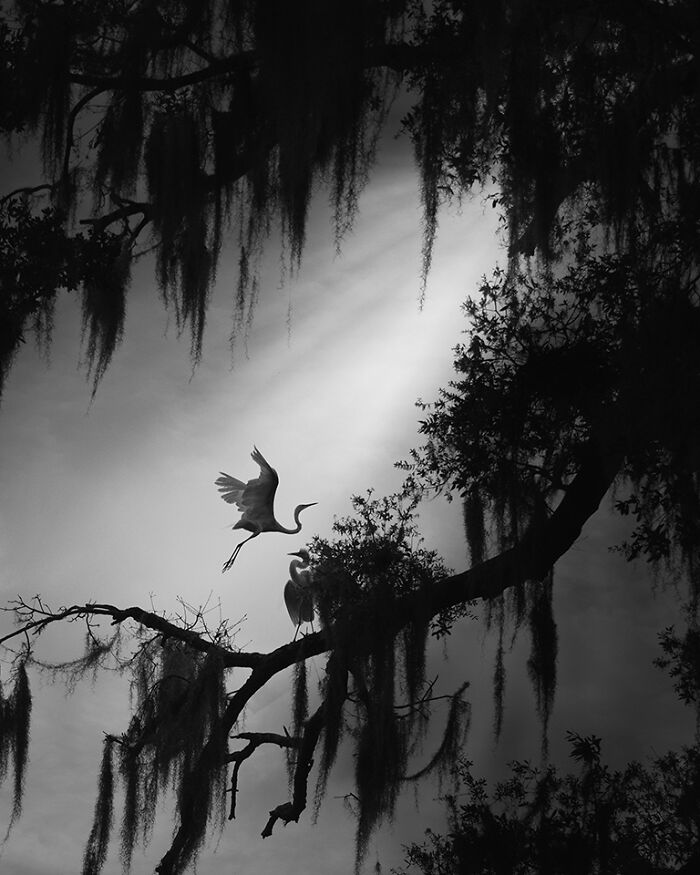 30 Stunning Bird Photos Taken By Fenqiang Liu In Florida&rsquo;s Wild Landscapes