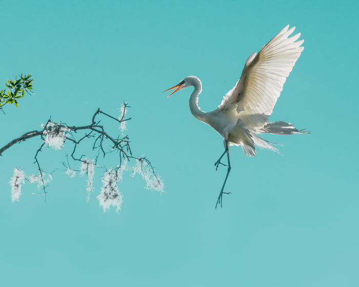 30 Stunning Bird Photos Taken By Fenqiang Liu In Florida&rsquo;s Wild Landscapes