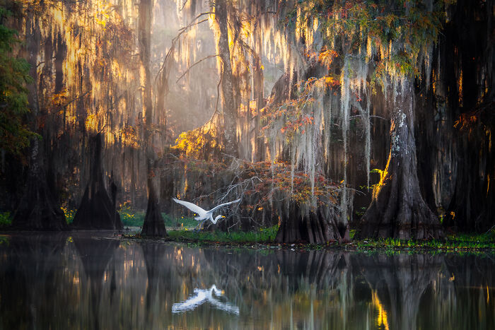 30 Stunning Bird Photos Taken By Fenqiang Liu In Florida&rsquo;s Wild Landscapes