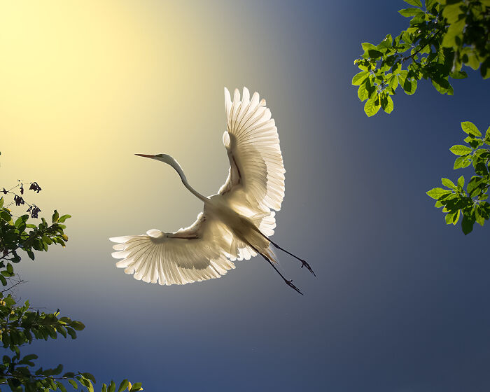 30 Stunning Bird Photos Taken By Fenqiang Liu In Florida&rsquo;s Wild Landscapes
