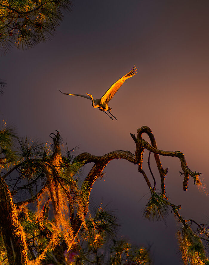30 Stunning Bird Photos Taken By Fenqiang Liu In Florida&rsquo;s Wild Landscapes