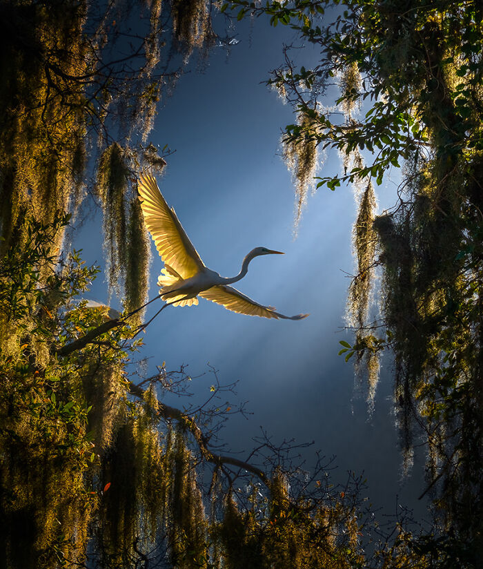 30 Stunning Bird Photos Taken By Fenqiang Liu In Florida&rsquo;s Wild Landscapes