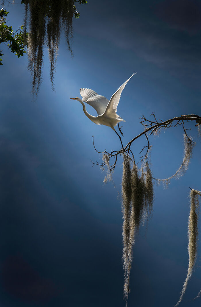 30 Stunning Bird Photos Taken By Fenqiang Liu In Florida&rsquo;s Wild Landscapes