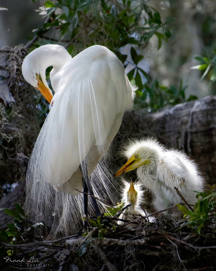 30 Stunning Bird Photos Taken By Fenqiang Liu In Florida&rsquo;s Wild Landscapes