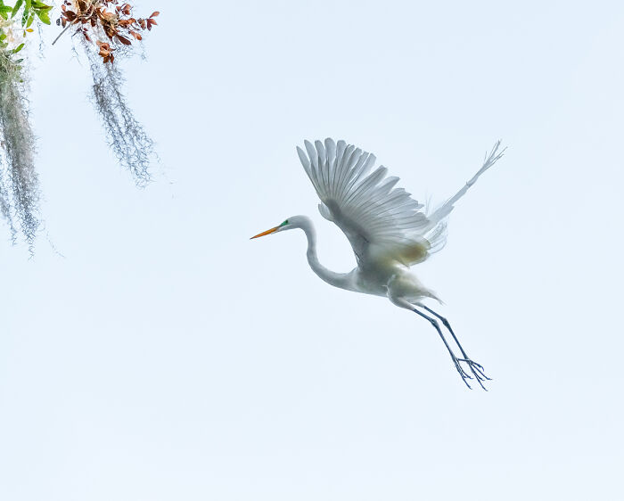 30 Stunning Bird Photos Taken By Fenqiang Liu In Florida&rsquo;s Wild Landscapes
