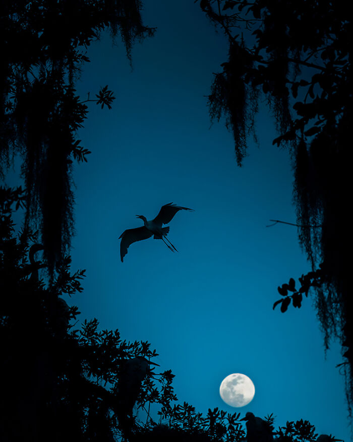 30 Stunning Bird Photos Taken By Fenqiang Liu In Florida&rsquo;s Wild Landscapes