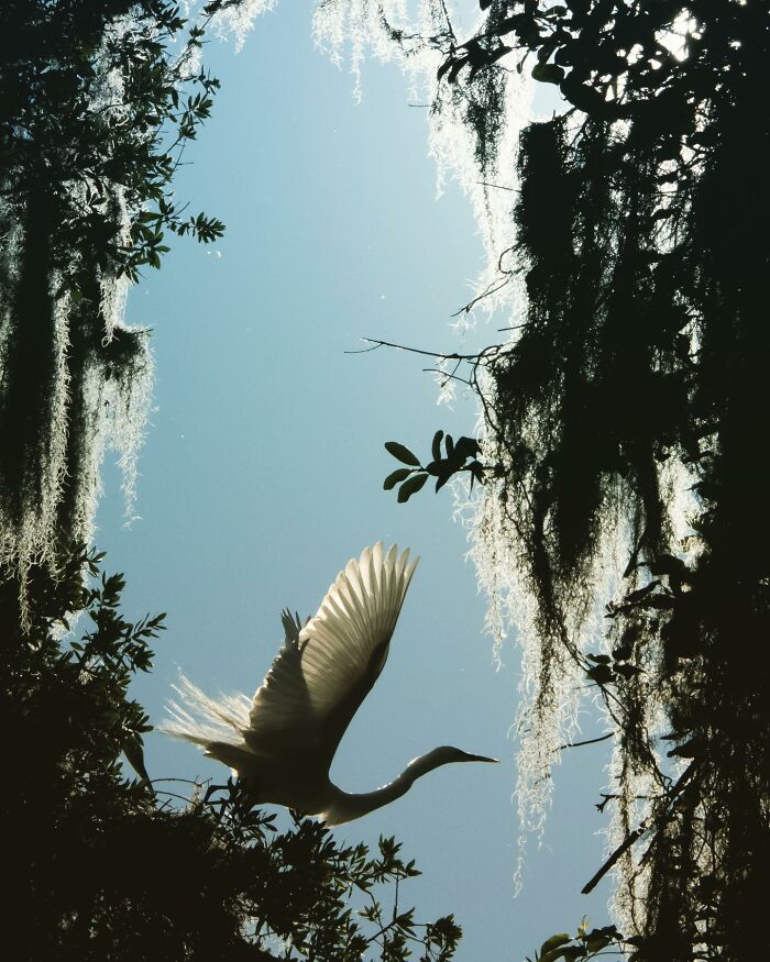 30 Stunning Bird Photos Taken By Fenqiang Liu In Florida&rsquo;s Wild Landscapes